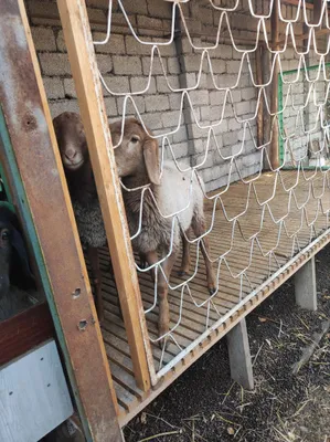 Яхши боқилган Қуйлар сотилади