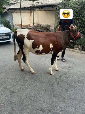 Gunajin sotiladi yeb ichishi zor 15 milon kami bor mol soglom