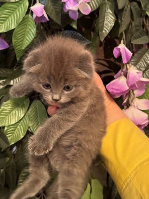 Scottish fold & strayt, toza paroda