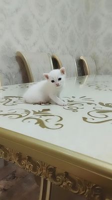 mushuklarim  yaxshi qo'llarga bervoraman.