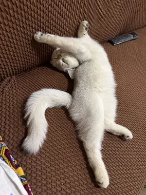 Shinshila zoti tozzza