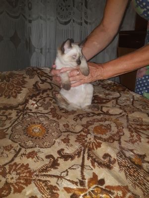 Котёнок сиамский