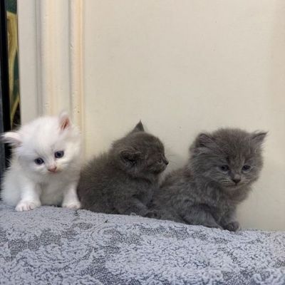 Кошка с дитми умный чистый и паслушнй