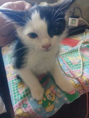 Отдам котенка в добрые руки