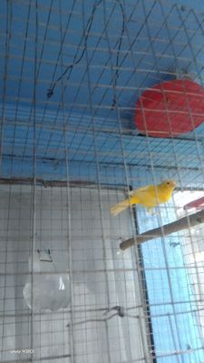 Канарейки продается, возраст 1 год и 2 года