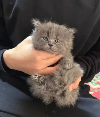 Skotish strayt 2 oylik