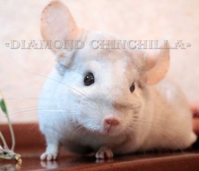 Шиншиллы(Diamond Chinchilla]