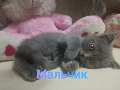 Шотландские котята в добрые руки!
