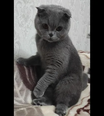 Скотш фолд продам в хорошие руки ещё 1 годик