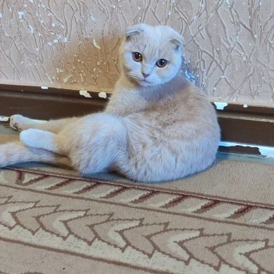 Sotiladi scottish fold 7 oyli qiz bola namangan adres pul zarur