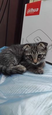 Вислоухий котенок