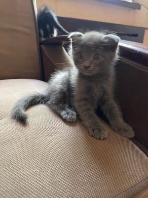 Котята в хорошие руки
