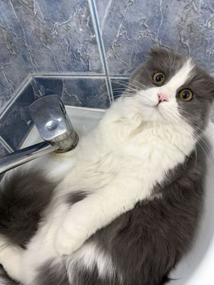 Вислоухая кошка