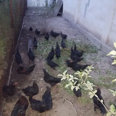 Продается питухи