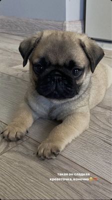 Щенок мопсик.мальчик