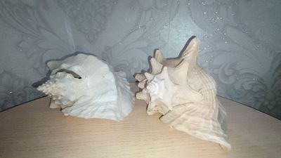 Продаю большие морские ракушки.