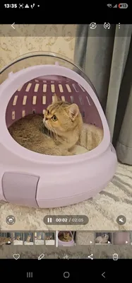 Zaltistiy britan qiz