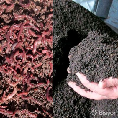Kaliforniya qizil chuvalchangi va biogumus
