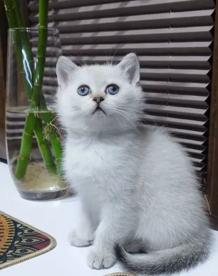 Котёнок британец