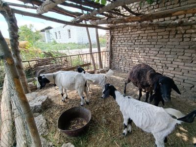 Ona bola gechi sotiladi