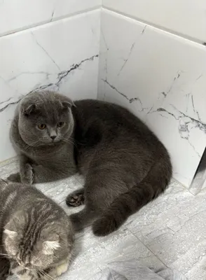 Продаётся вислоухий кот