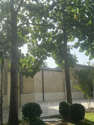 Дерево павлонии без платно на дрова