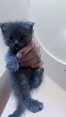 Котенок шотладская веслоухая