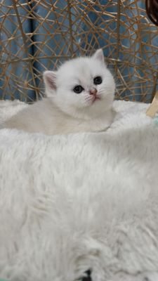 Открывается бронирование котят