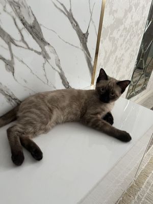 Кошка пародистая