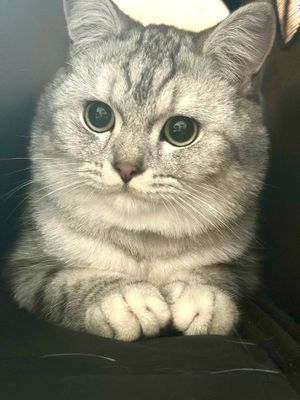 Продам породистого кота