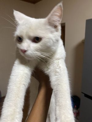 Котёнка домашний анатолийская парода