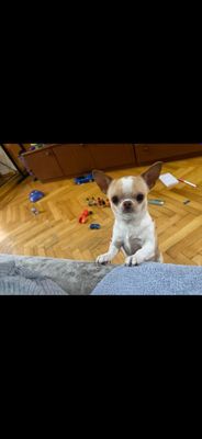 Миник чихуахуа 2 года ищет себе невесту, живем ц5 метро минор,