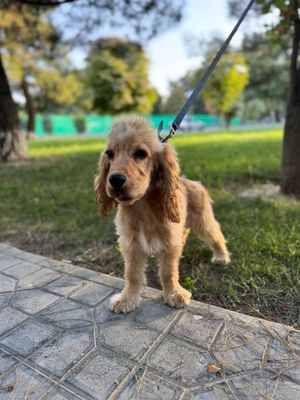 Собака породистая