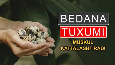 Istemol uchun Bedana tuxumi / Истемол учун Бедана тухуми