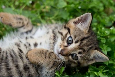 Котенки даром адам хороший руки