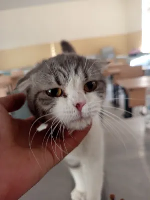 Продам кошку не дорого