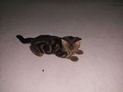 Zotdor mushuk bolasi sotiladi