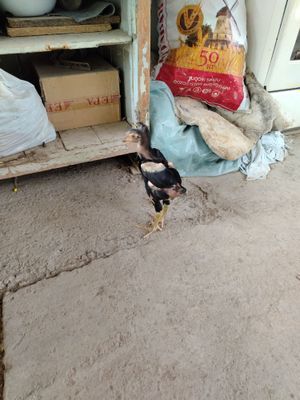 Dakan jo'ja sotiladi
