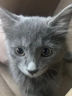 Mushuk toza uy mushugi