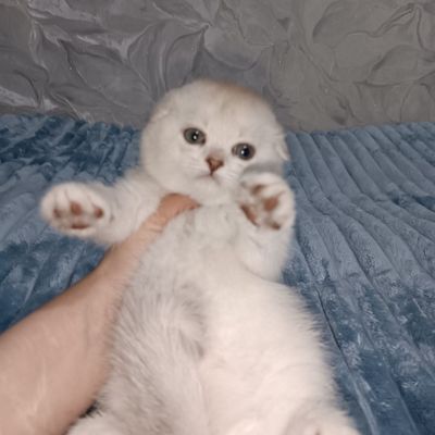 Продаётся чистокровный шотландский котёнок мальчик