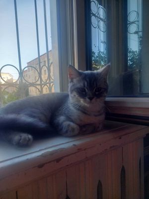 Zotli Mushuk Sotiladi Parodiyasi Skotch Srochna