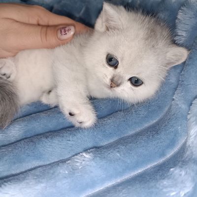 Продаются чистокровные шотландские котята девочки
