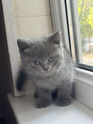 Скотиш страйт тоза