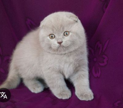 Продаются котята британцы