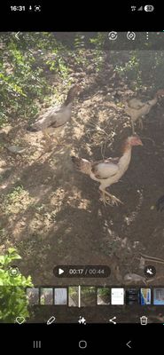 Dakan makiyon tovuqlar sotiladi toza par tovuqlar