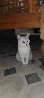 Продам кота Шиншила 2 года