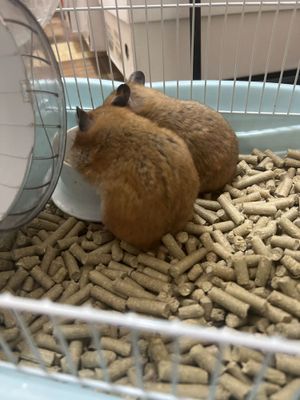 Продаем хомячков рыжих 1 годик