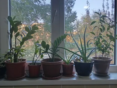 Продаю Цветы в горшке