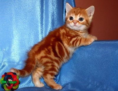 Продаются котята скоттиш-страйт