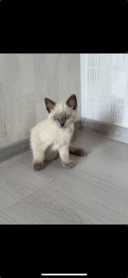 скоттиш фолд сиянскийга ухшаб қулоқ бурун панжа думини учи қора